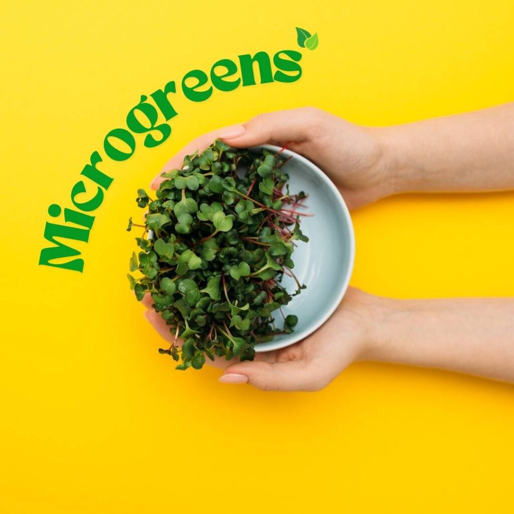 Microgreens Just Fresh UAE