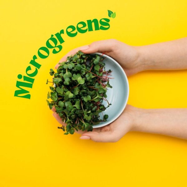 Microgreens Just Fresh UAE