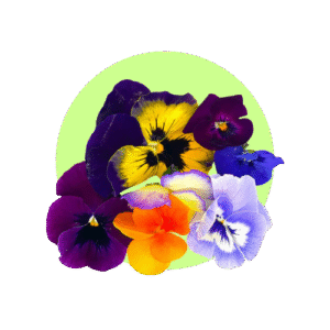edible-flowers-category