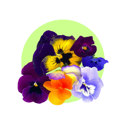 edible-flowers-category