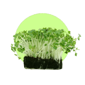 microgreen-cress-category