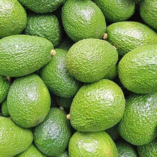 Avocado Fuerte Kenya
