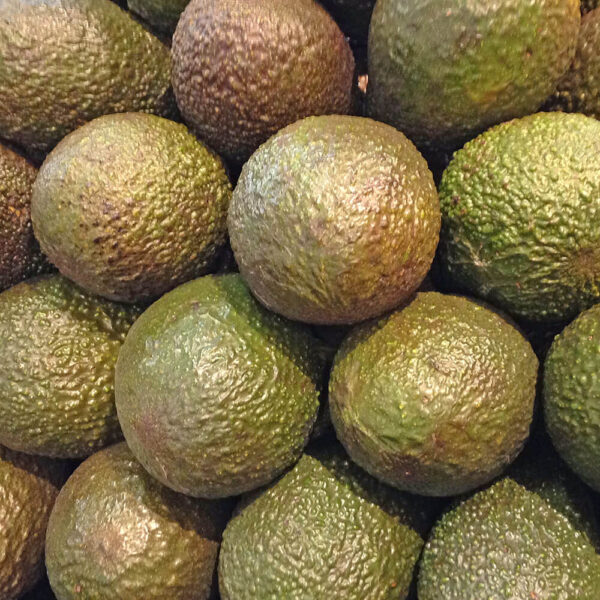 Avocado Hass