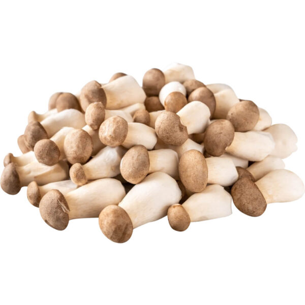 Baby King Oyster Mushroom