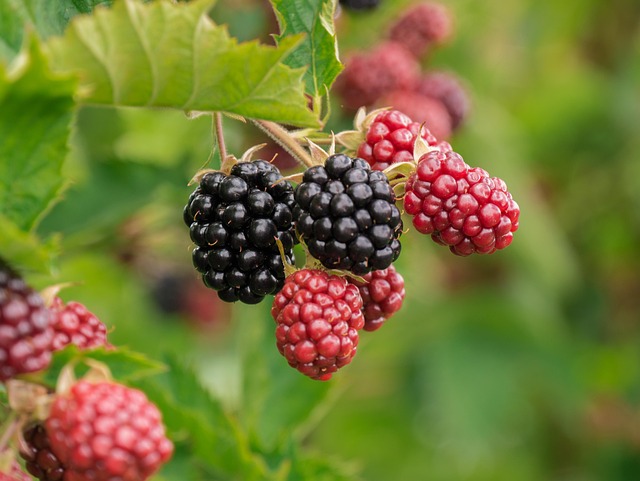 Berries – Anti Aging Fruits Just Fresh UAE