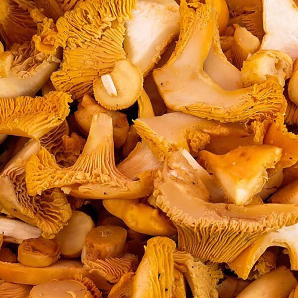 Chanterelle Mushrooms