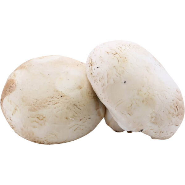 Giant Mushroom