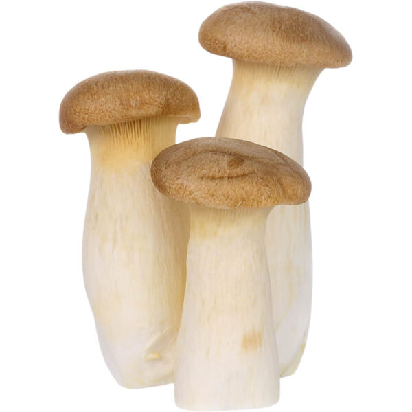 King Oyster Mushroom