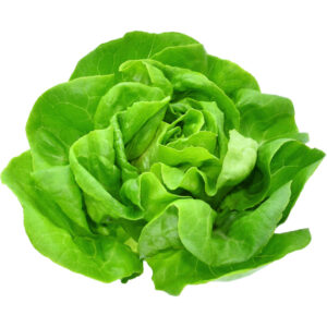 Lettuce Boston