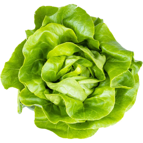Lettuce Boston