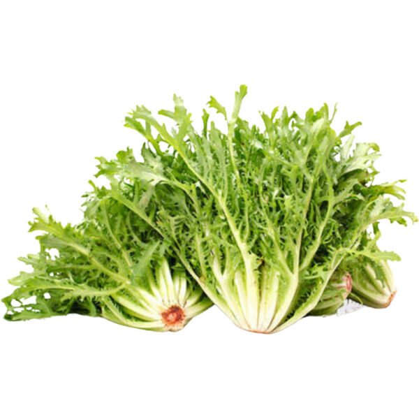 Lettuce Frisee Green