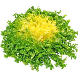 Lettuce Frisee Yellow