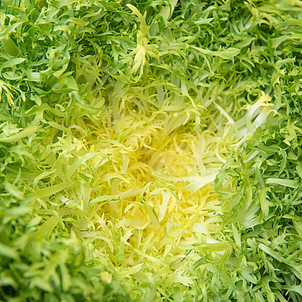 Lettuce Frisee Yellow