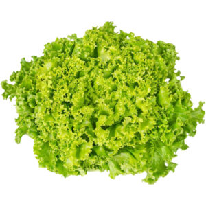 Lettuce Lollo Biando