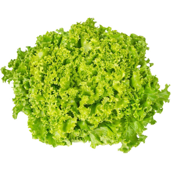 Lettuce Lollo Biando