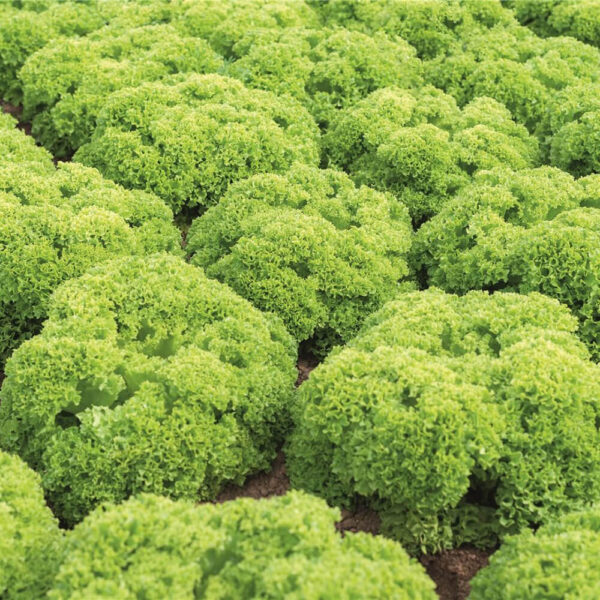 Lettuce Lollo Biando