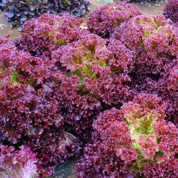 Lettuce Lollo Rosso