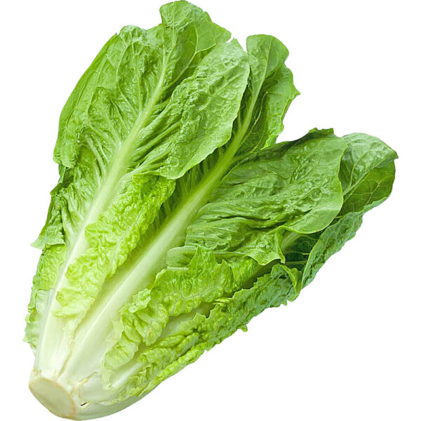 Lettuce Romaine