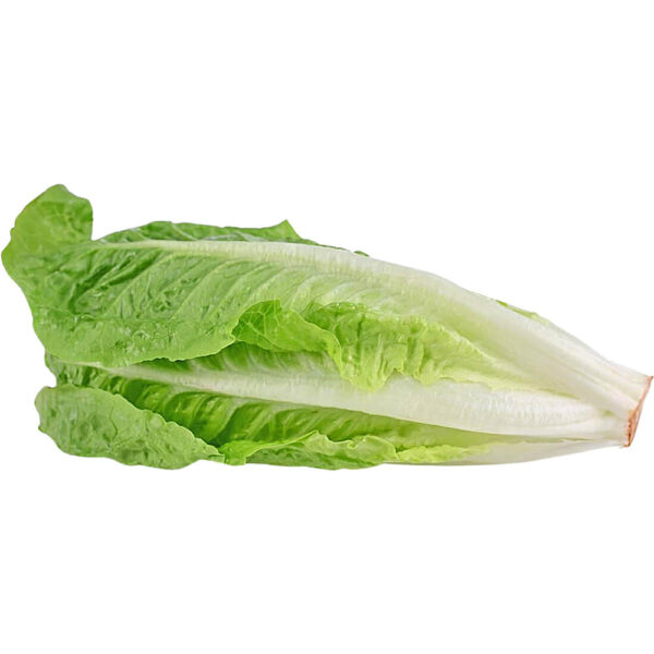 Lettuce Romaine