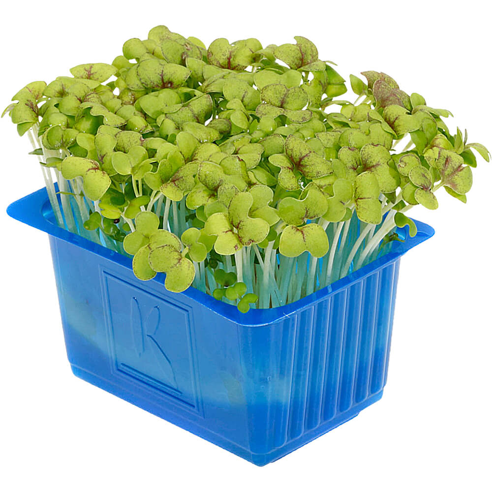 Mustard Cress