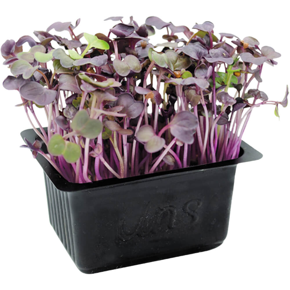 Red Radish Cress