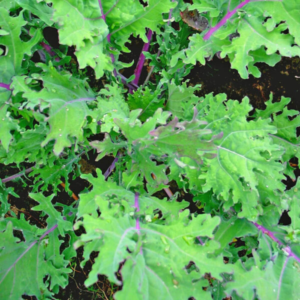 Red Russian Kale