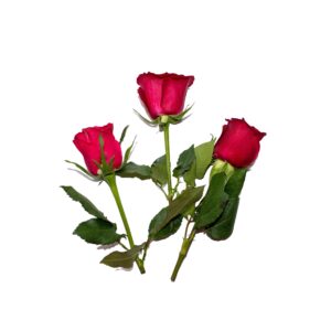 Red Rose (4Cm) 5Pcs Clear Pet Box