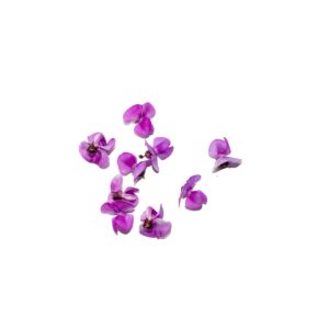 Purple Bean Flower 15Pcs Clear Pet Box
