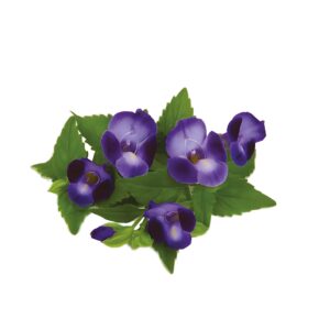 Torenia Flower 10Pcs Clear Pet Box