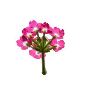Verbena Flower 15Pcs Clear Pet Box