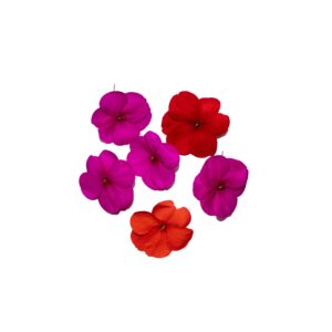 Balsamia 8Pcs Clear Pet Box