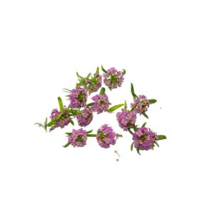 Purple Alyssum 8Pcs Clear Pet Box