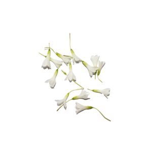 White Oxalis Flower 15Pcs Clear Pet Box