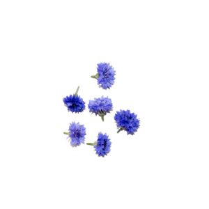 Assorted Corn Flower 6Pcs Clear Pet Box