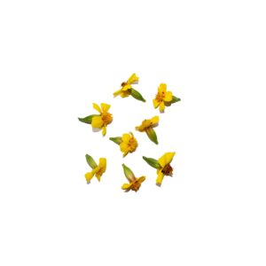 French Marigold 8Pcs Clear Pet Bix