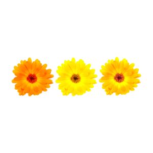 Calendula Flowers 8Pcs Clear Pet Box