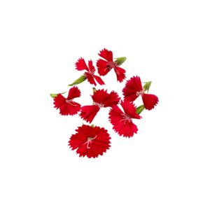 Red Dianthus 20Pcs Clear Pet Box