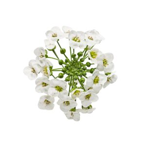 Alyssum 8Pcs Clear Pet Box