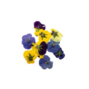 Press Dried Flowers 25Pcs Clear Pet Box