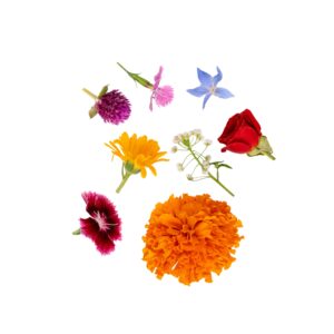 Assorted Flowers Clear Pet Box