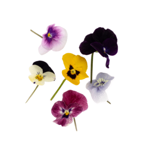 Viola 20Pcs Clear Pet Box