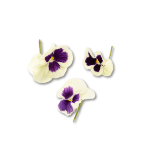 Pansy Flowers 10Pcs Clear Pet Box