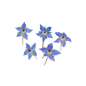 Borage Flowers Clear Pet Box