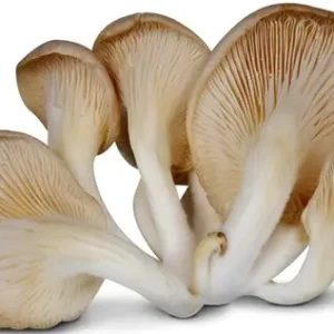 Oyster Mushroom