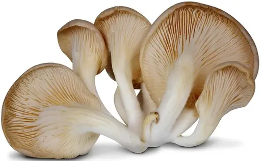 Oyster Mushroom