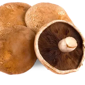Portobello Mushroom