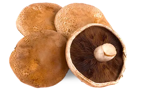 Portobello Mushroom