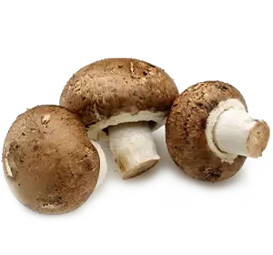 Brown Mushroom