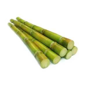 Sugarcane