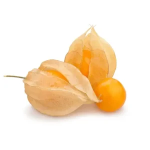 Physalis